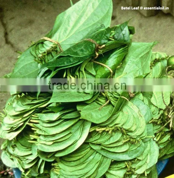 Betel Leaf Oil Natural