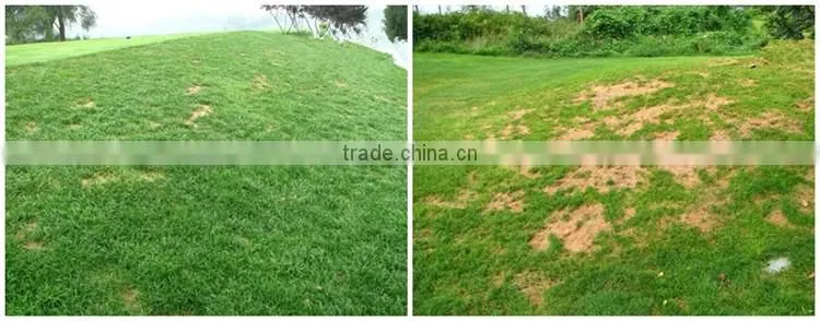FAQ 15--How To Control Lawn Disease?