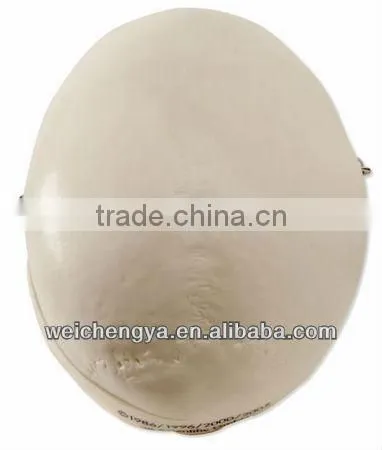 Miniature Plastic Human Skull Model