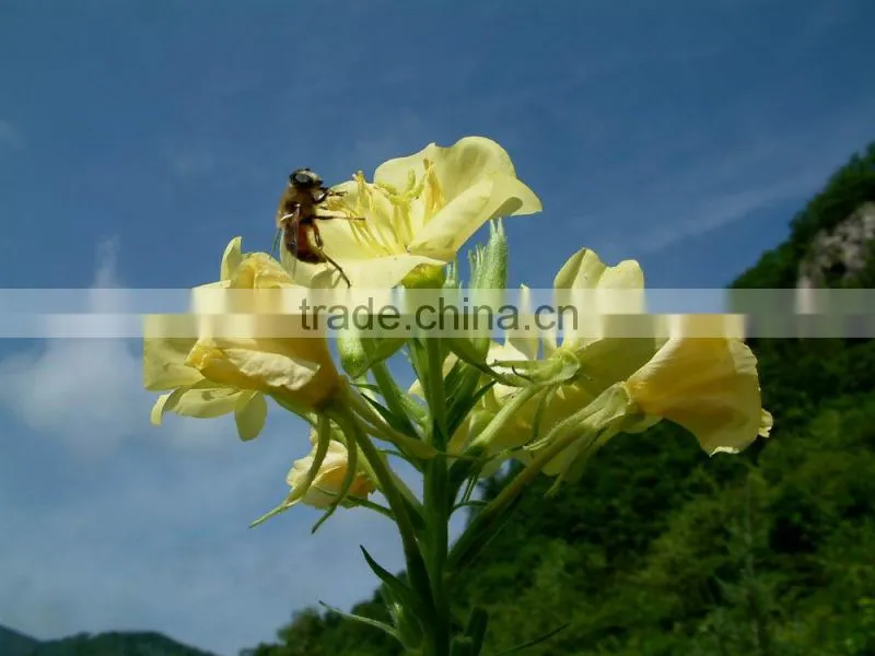 Evening Primrose Oil