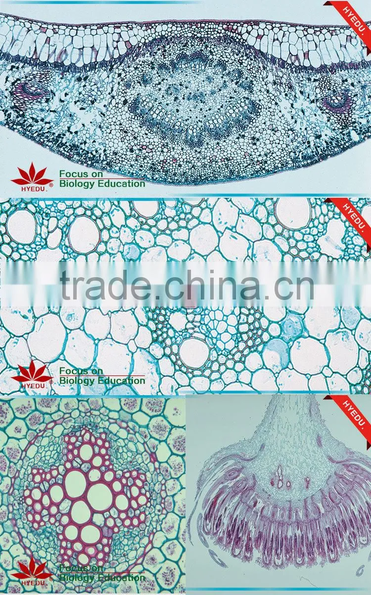 Plant & Anther Meiosis Prepared Slides Individual microscope prepared slide