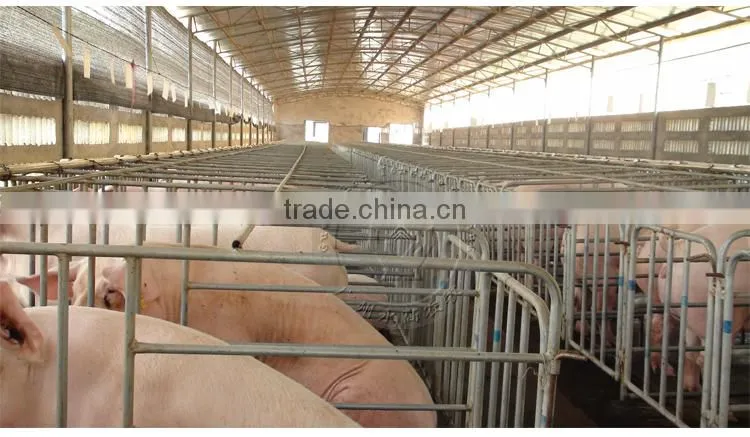 Automatic pig feeding system for fattening pig