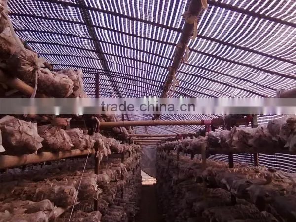 plastic film products mushroom greenhouse film for agriculture
