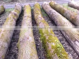 Alpawood Bv company overview - view 3