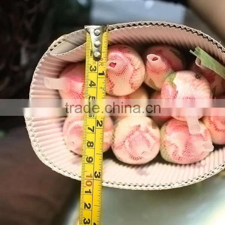 Colorful classical double pink rose