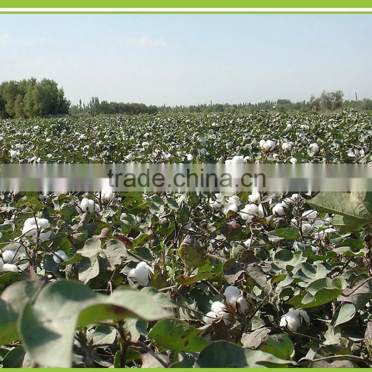 Hight Efficient Compound Microorganism Bacterium Agent Drip Irrigation Liquid Fertilizers