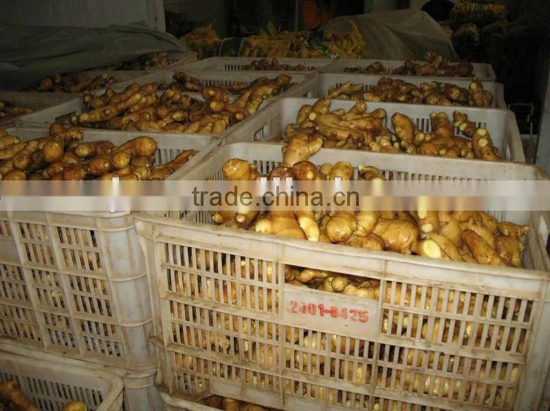 China ginger
