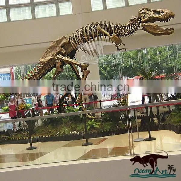 OA-SD-L100 Quality Fossil Replica Museum Dinosaur Skeleton