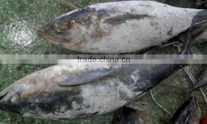 supply new whole round frozen yellowfin tuna 3-10kg up