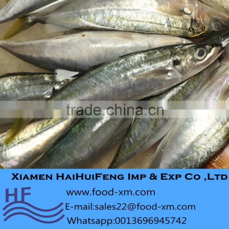 frozen indian mackerel exporter sell horse mackerel
