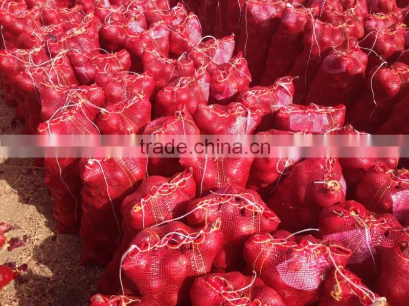 Fresh red onion