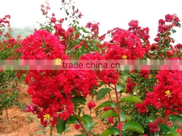 Heirloom Lagerstroemia Crape Myrtlette Crepe Myrtle Dwarf Shrubs Bonsai Red Bulk Seeds