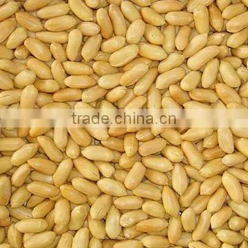 Canned Fried & Salted Peanuts Roasted 150g Groundnut