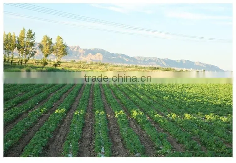 EU standard Pumpkin seeds kernels shine skin grade AA