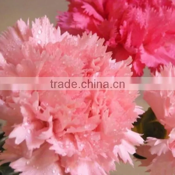 fresh cut flower pink carnation from china mother's day