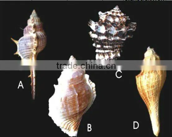Nature aquarium decorative seashell