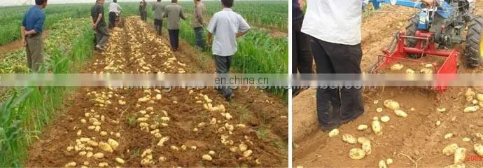 Tractor mounted yam harvester 2 rows sweet potato harvester