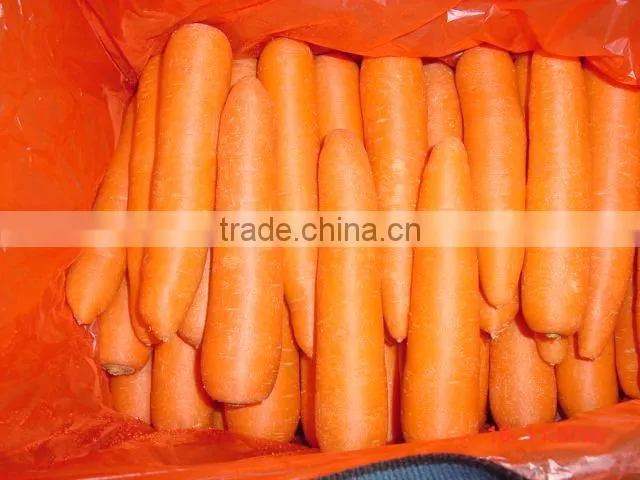 supplier of fresh carrot