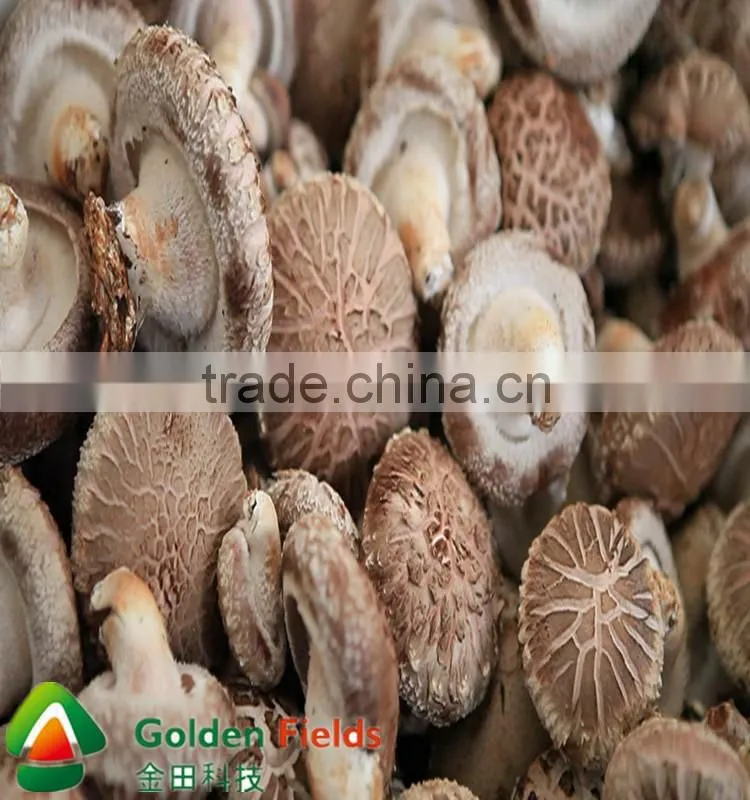 shiitake mushroom spawn