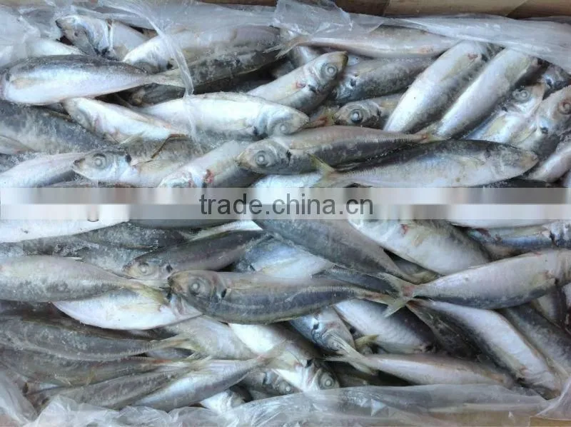 High quality frozen round scad(Decapterus Maruadsi).