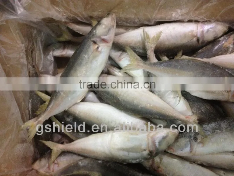 2016 IQF 5-6pcs/kg whole round frozen small eye round scad