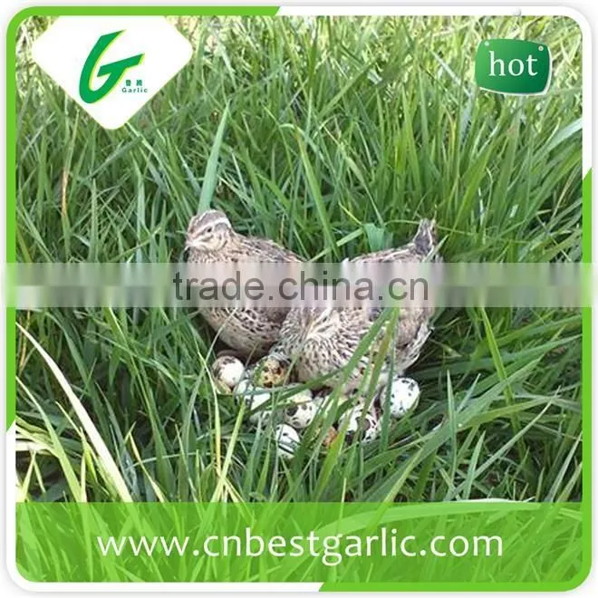 Hatching fresh quail eggs