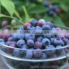 GMP Manufacturer Supply 100% Natural Bilberry Extract