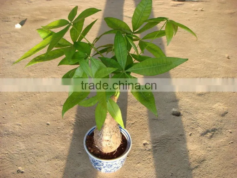 Pachira macrocarpa of indoor outdoor ornamental bonsai plants