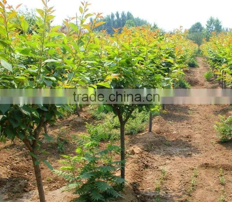 Cerasus sp. seedling