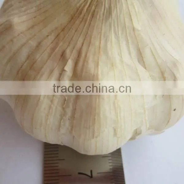 Certificated HACCP HALAL exported fresh garlic white garlic
