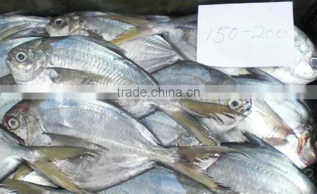 frozen butter fish whole round