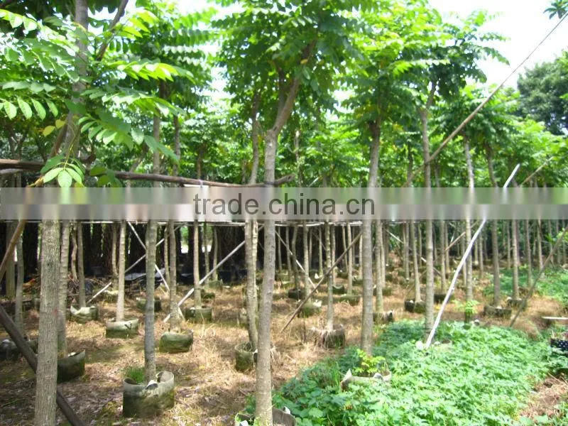 Spathodea campanulata nursery