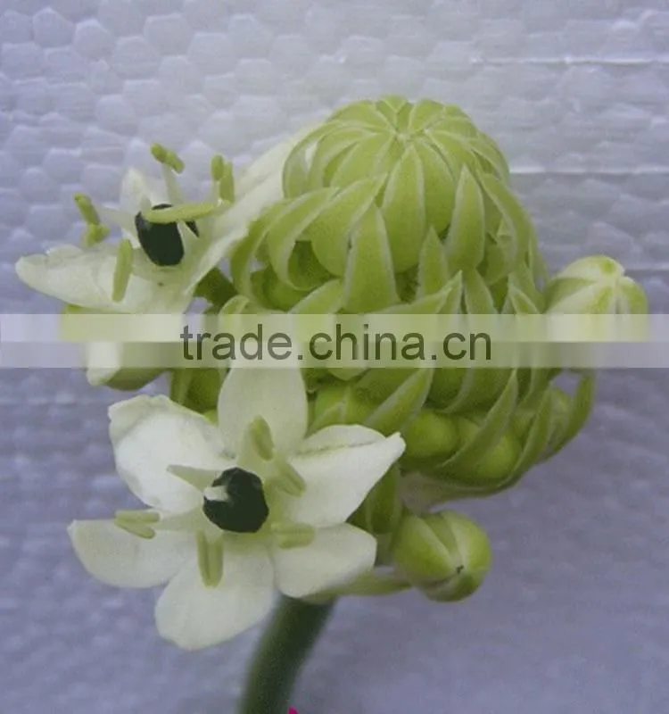 Natural OEM velvet felt flower