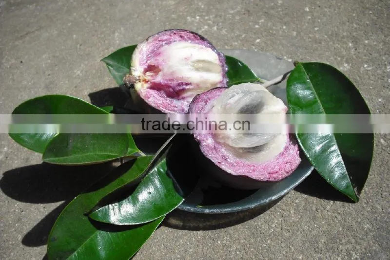 Viet Nam chrysophyllum cainino