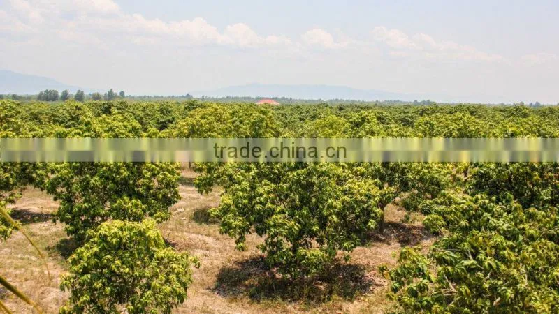 Kirirom Food Production (k.f.p) Co., Ltd. company overview - view 3