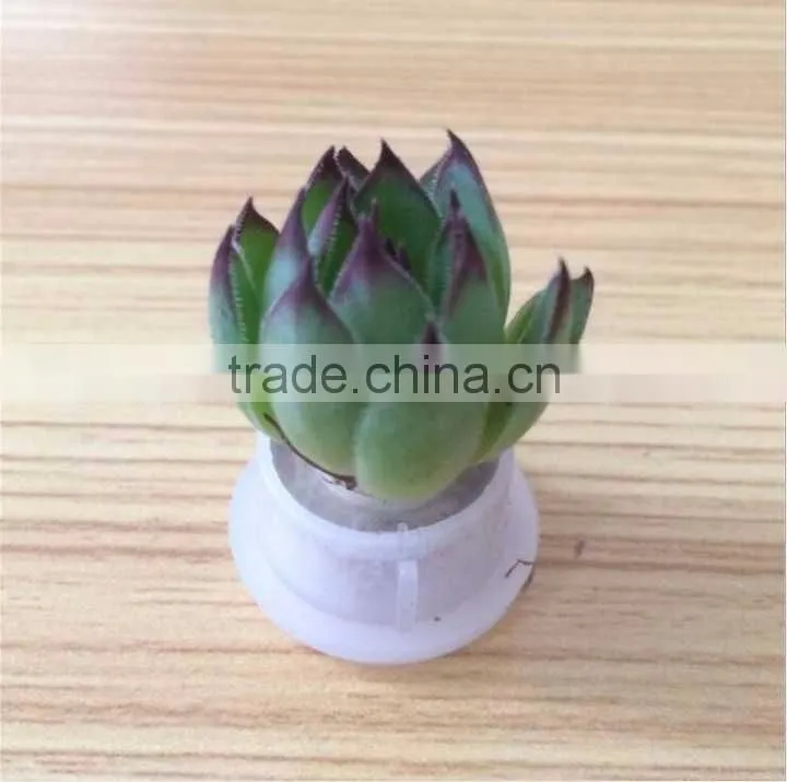 Wholesale Factory Cheap Glass Potted Meaty Cactus Plant Keychain, Super Mini Personal Gift Decorative Keychain Plant Design