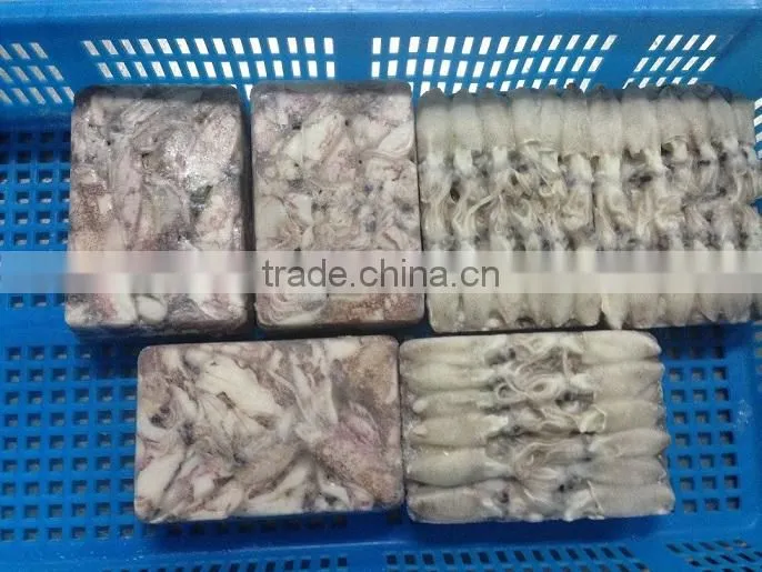 new season whole round frozen baby loligo squid