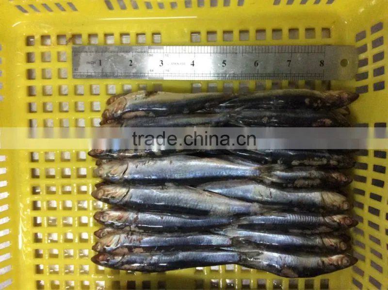 New landing sea frozen anchovy