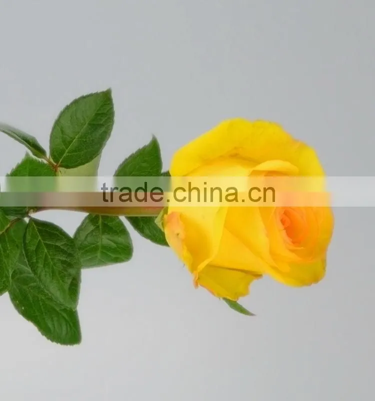 Excellent quality Yellow Crown yellow big rose flower
