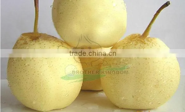 Sell Pear/Ya pear/Fresh ya pear