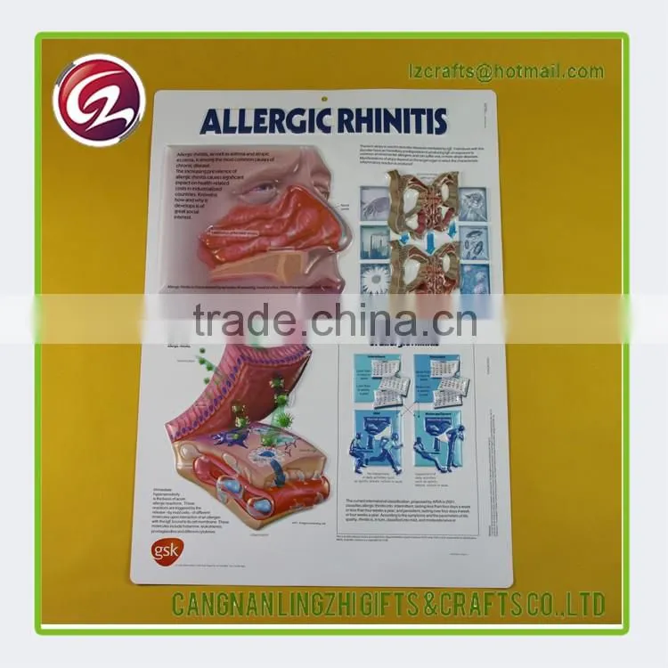China factory custom anatomical medical chart