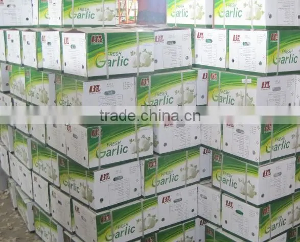 chinese new garlice price