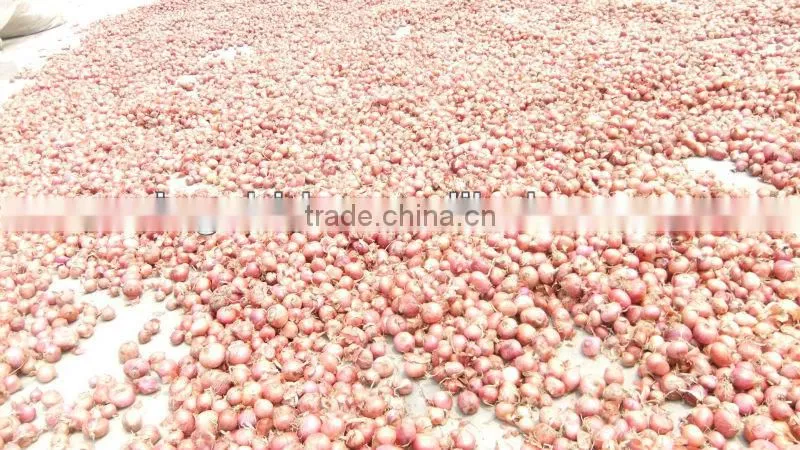 red small onion price