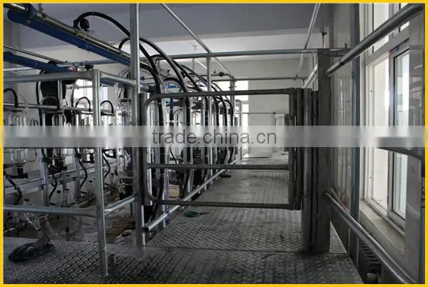 Milking sheep Parlor in dairy farm