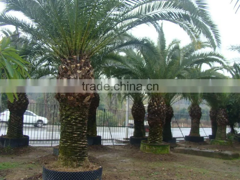 wholesale outdoor ornamental decrotive landscaping Phoenix canariensis palm trees plants