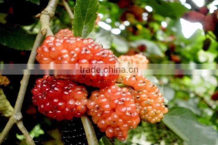 Mulberry tree seedling