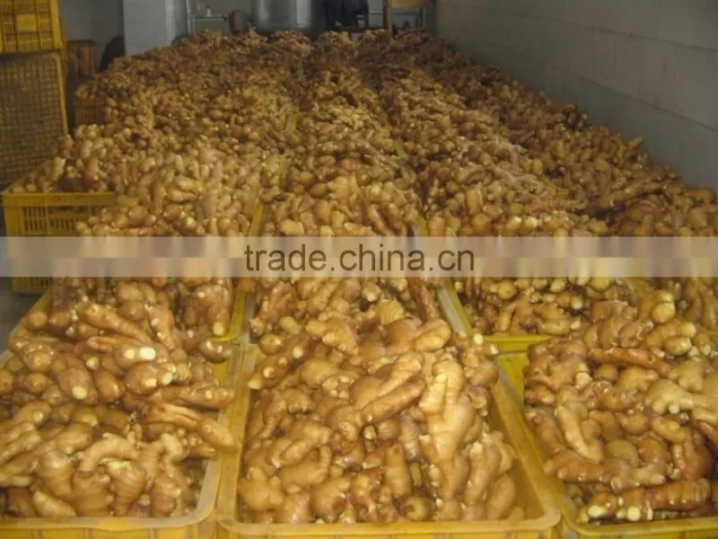 Limited sales promotion China organic fresh ginger