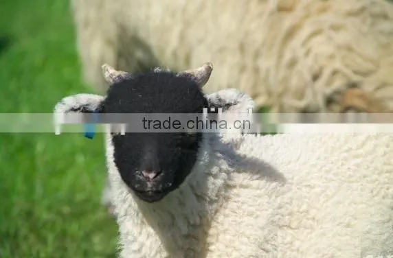 TPU sheep ear tag with yellow 41*15 mm