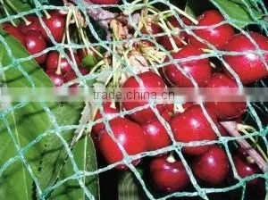 Knitted and Extruded Garden Netting