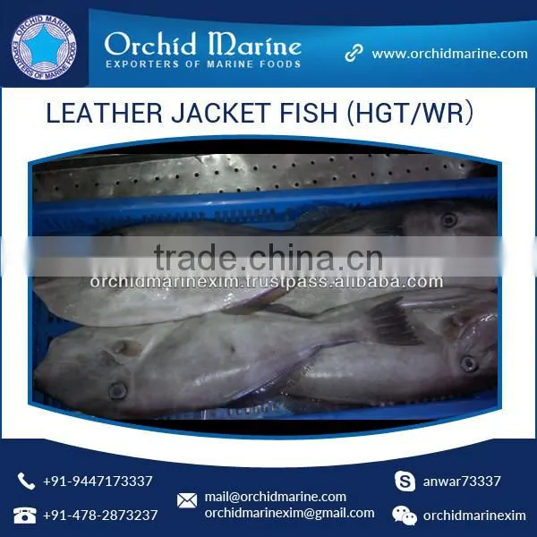 Top Quality Frozen Fresh Leather Jacket Fish (HGT/WR)